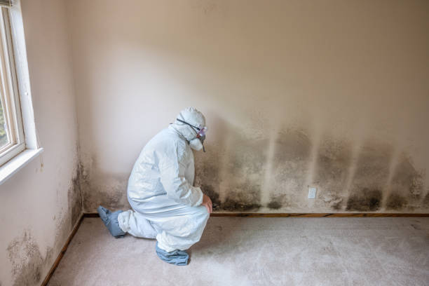 Best Asbestos and Lead Testing During Mold Inspection  in Aberdeen, ID